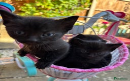 Mixed Breed cats for sale: Lovely kittens  - Image 7