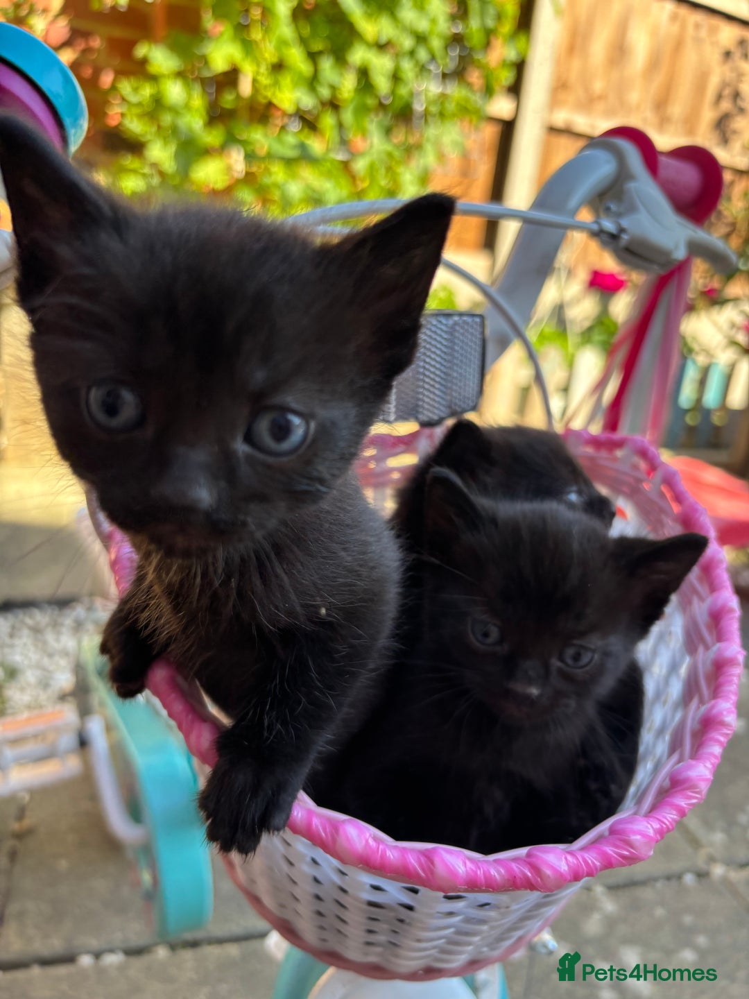 Mixed Breed cats for sale: Lovely kittens  - Image 7