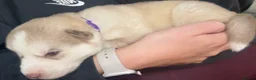 Siberian Husky dogs for sale: 7 stunning Siberian huskies  in Dundee - Advert 5