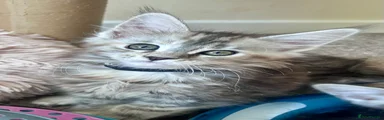 Purrsmarsh Geisha