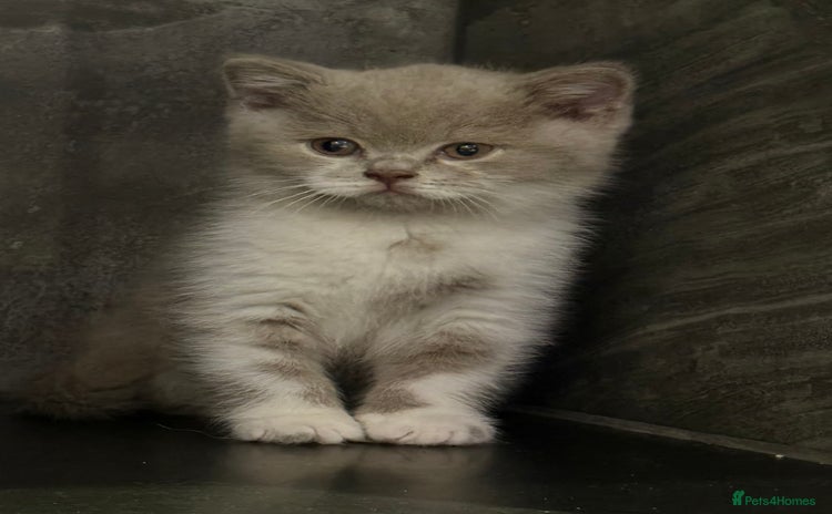 British Shorthair cats Stunning  BSH babies available  - Advert 7