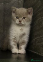 British Shorthair cats Stunning GCCF Registered BSH babies available - Advert 13