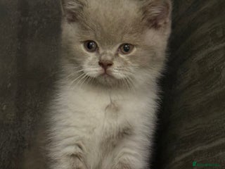 British Shorthair cats Stunning BSH babies available - Advert 6