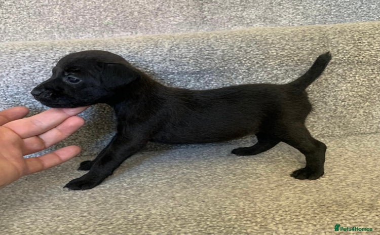 Patterdale Terrier dogs - Advert 14