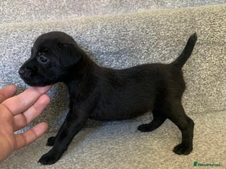 Patterdale Terrier dogs - Advert 1