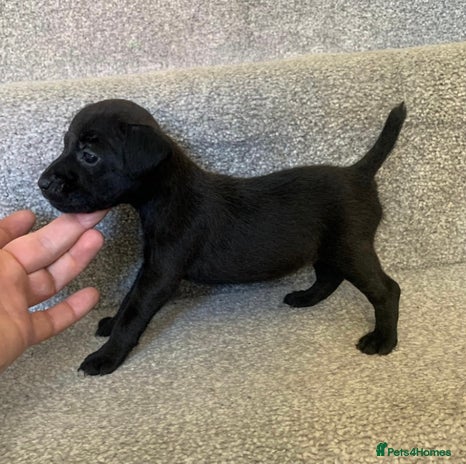 Patterdale Terrier dogs - Advert 1