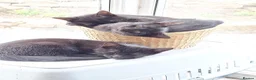 British Shorthair cats for sale: 6 Beautiful black kittens in Kirkby Stephen - Advert 2