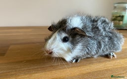 Guinea Pig rodents for sale: Male and Female Guinea Pigs - Image 4