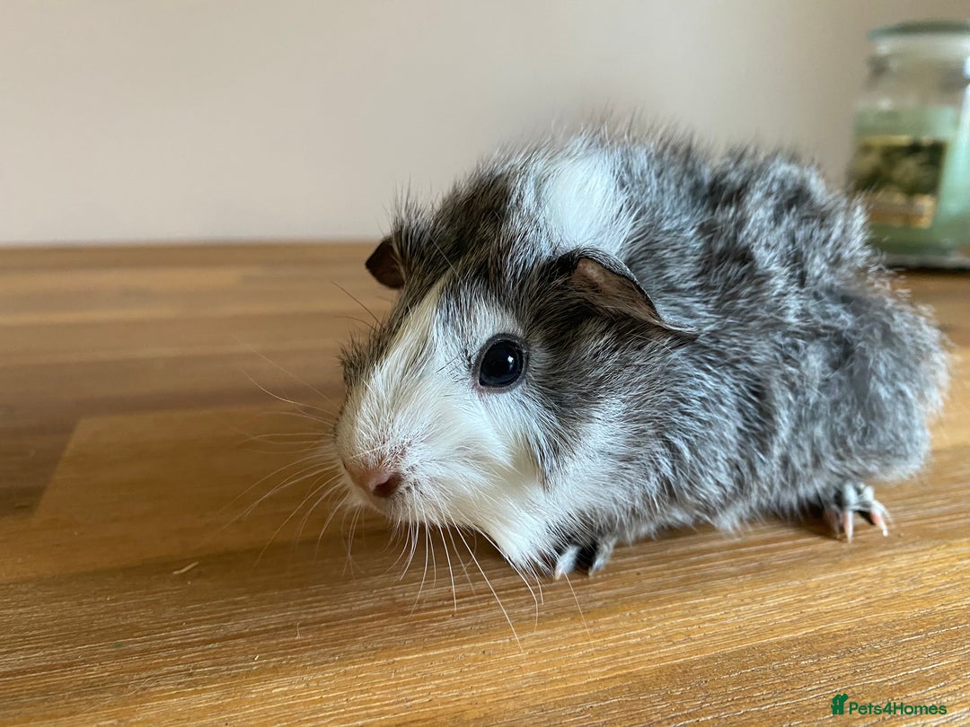 Guinea Pig rodents for sale: Male and Female Guinea Pigs - Image 4