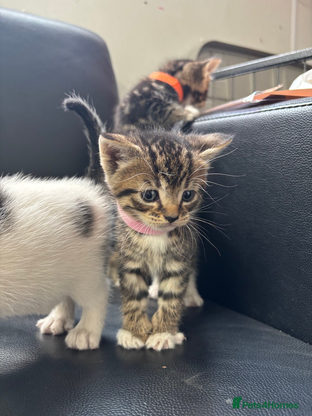 Domestic Shorthair cats for sale: Domestic Shorthair Kittens (dad bengal) - Image 6