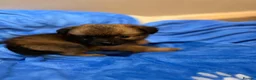 Mixed Breed dogs for sale: Gorgeous puppies  - Advert 9