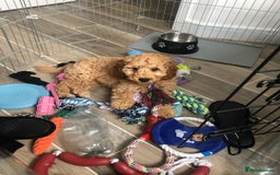 Cavapoo dogs for sale: Dexter the Cavapoo is looking for a new home - Advert 4