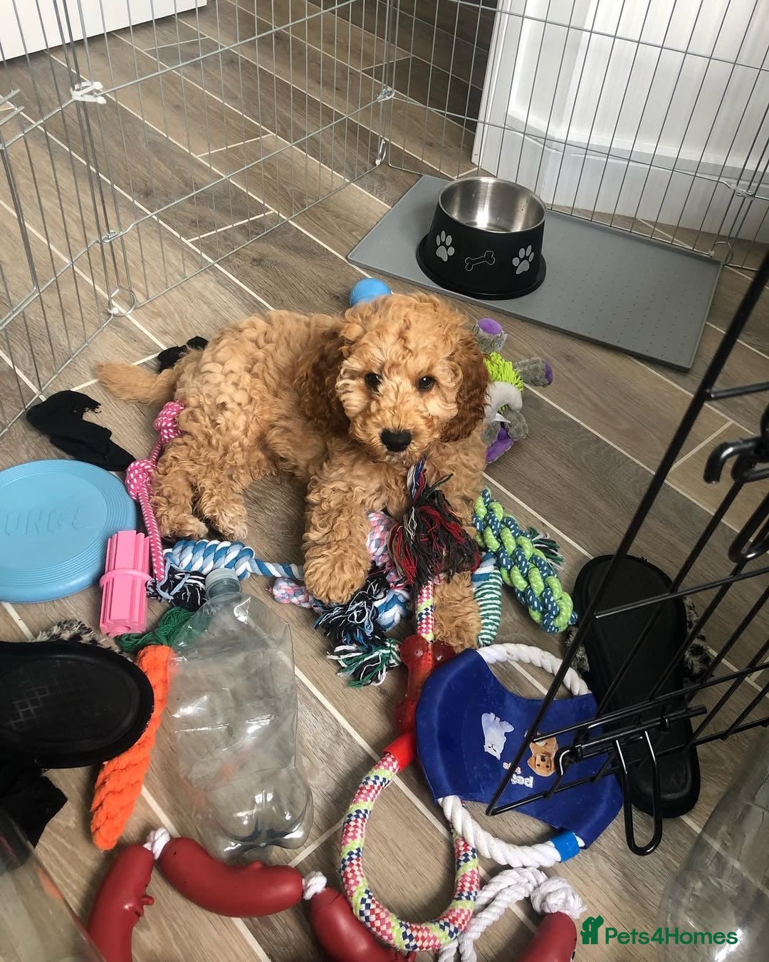 Cavapoo dogs for sale: Dexter the Cavapoo is looking for a new home - Advert 4