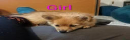 Pomeranian dogs for sale:  1 boys - Advert 27