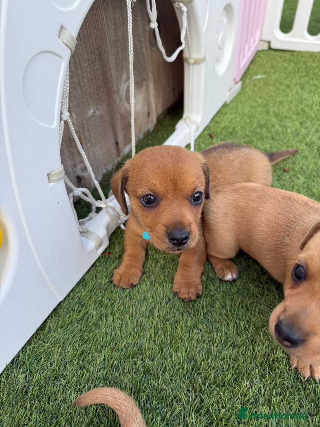 Mixed Breed dogs for sale: 7 beautiful jackshund puppies for sale - Image 6