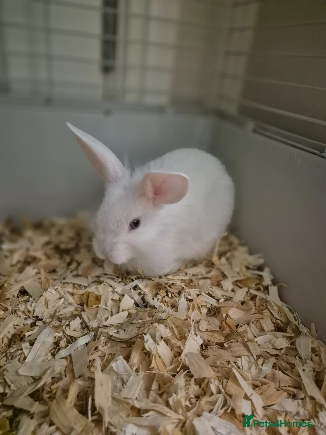 Angora rabbits for sale: Blue eyed Angora cross lionhead mixed lop - Advert 6