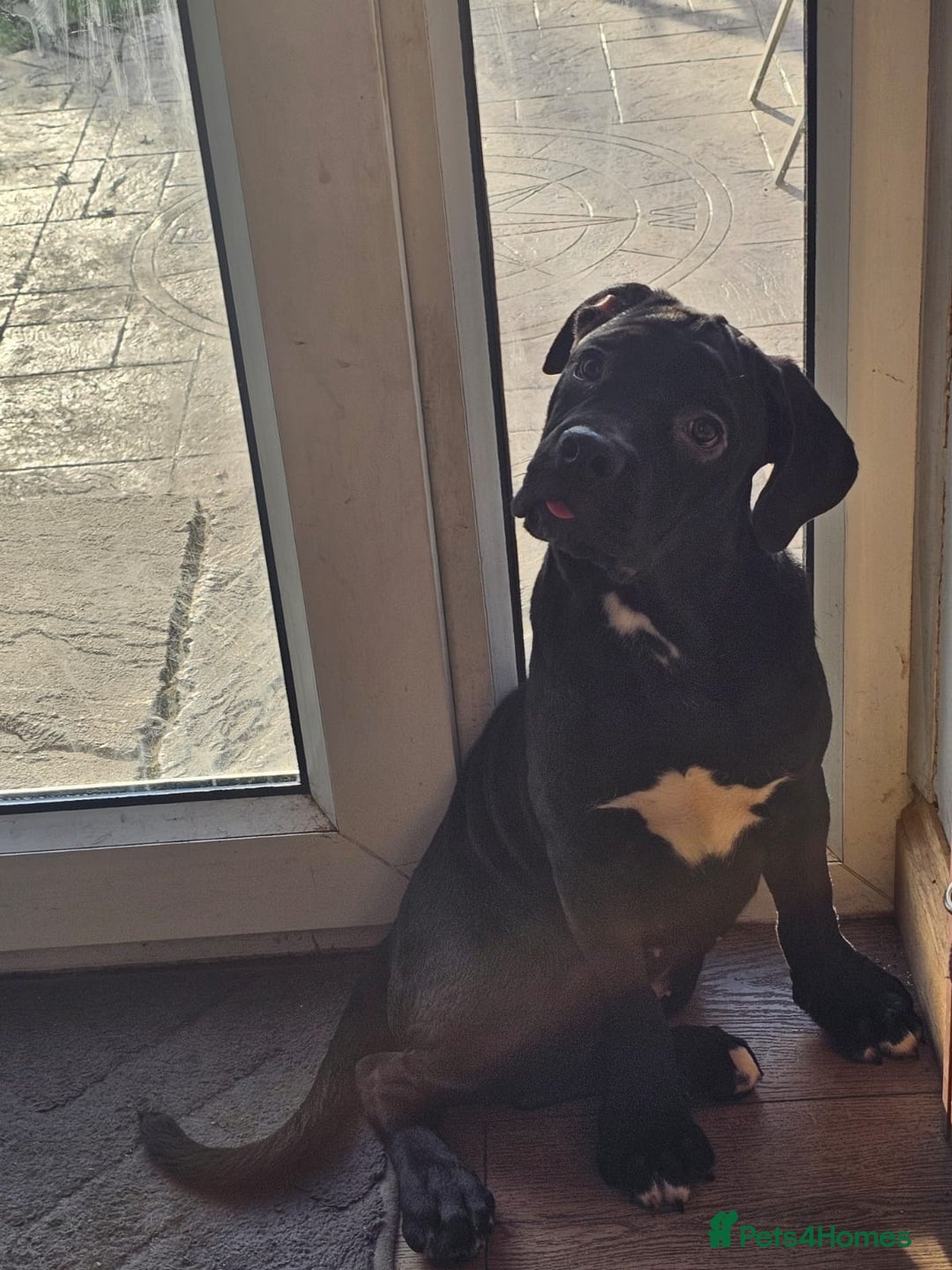 Cane Corso dogs for sale: Last remaining girl cane corso - Advert 11