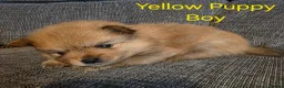 Pomeranian dogs for sale: 3 Beautiful pomeranian puppies for sale - Advert 11