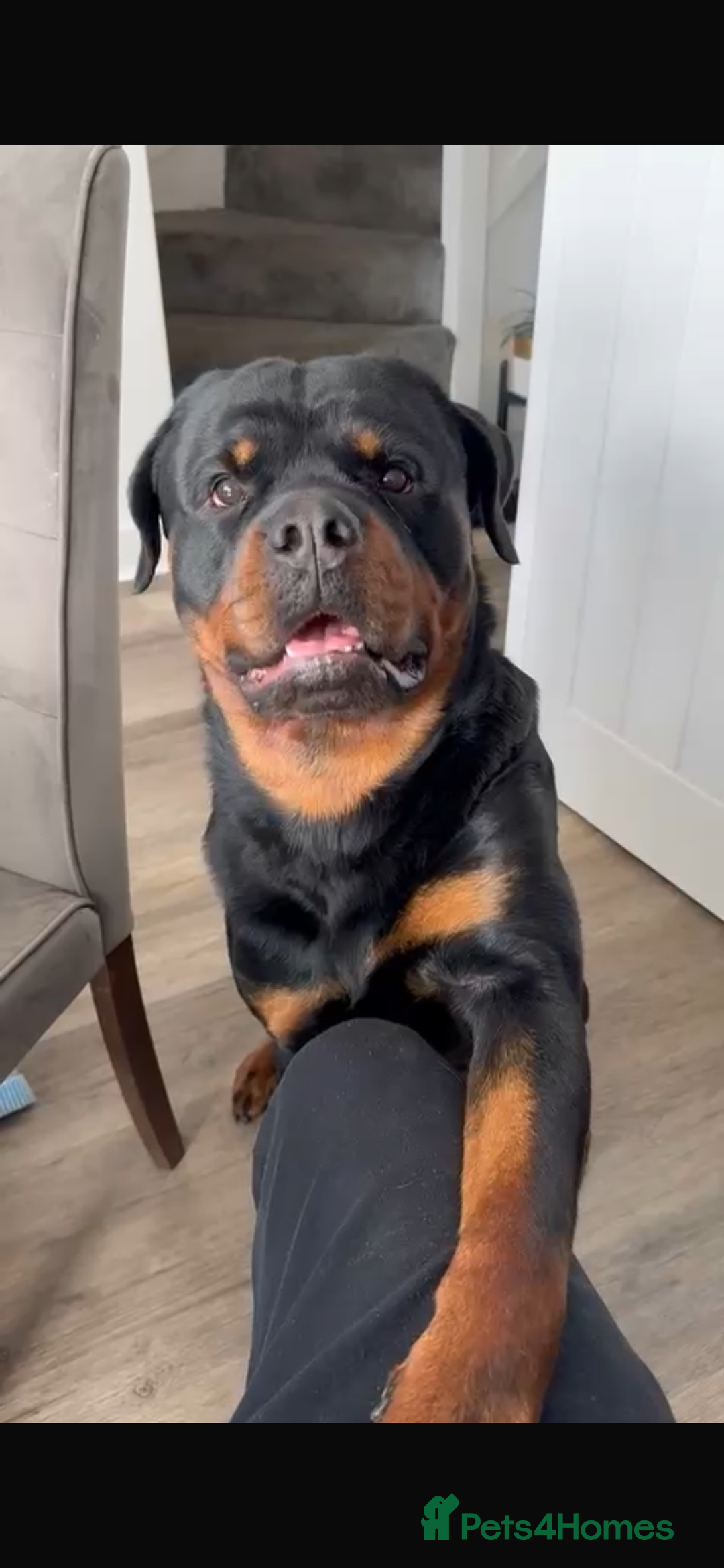 Rottweiler dogs for sale: Jett - Male, 1 year old - Image 5