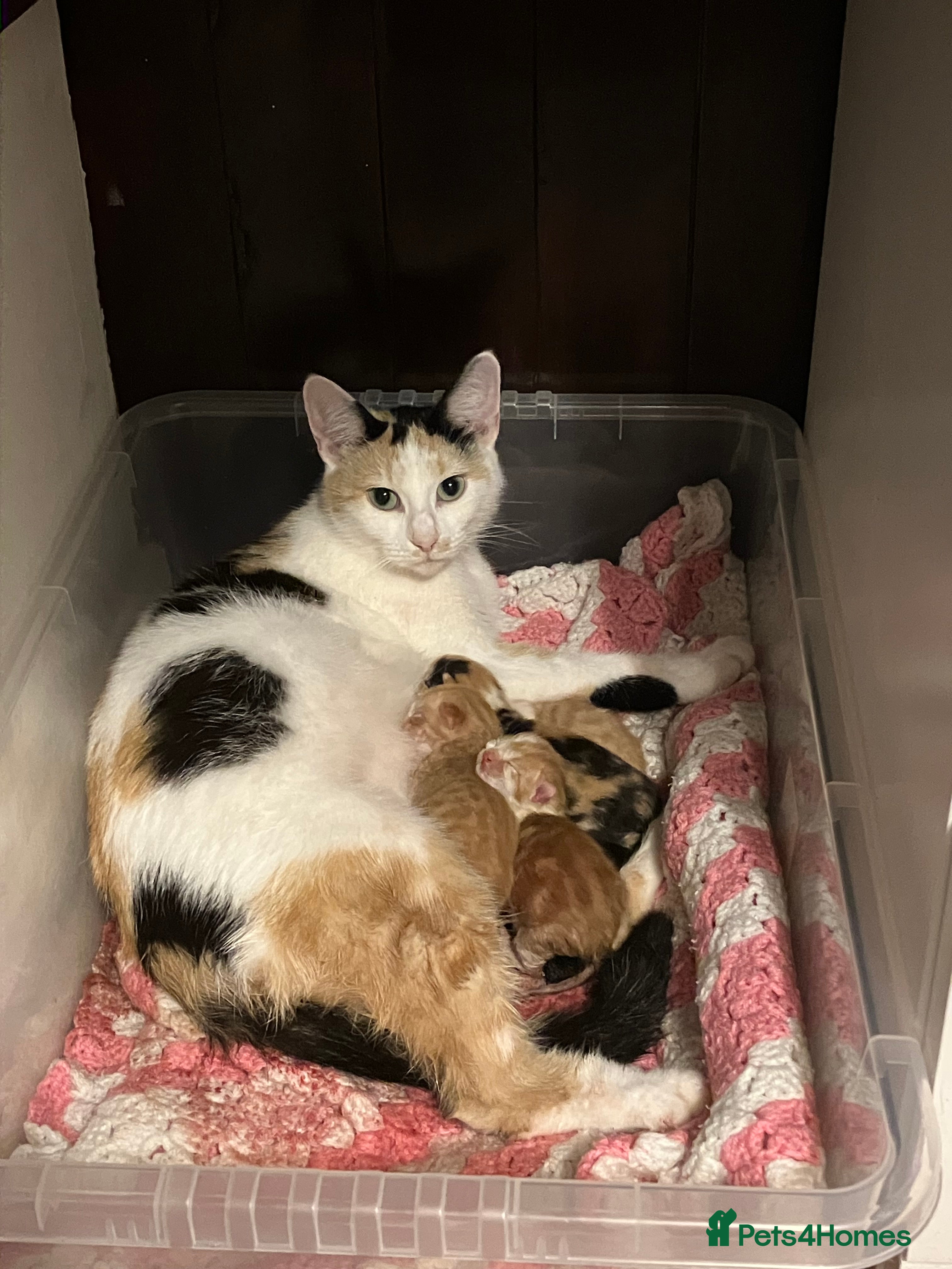 Mixed Breed cats Beautiful kittens for sale - Advert 3