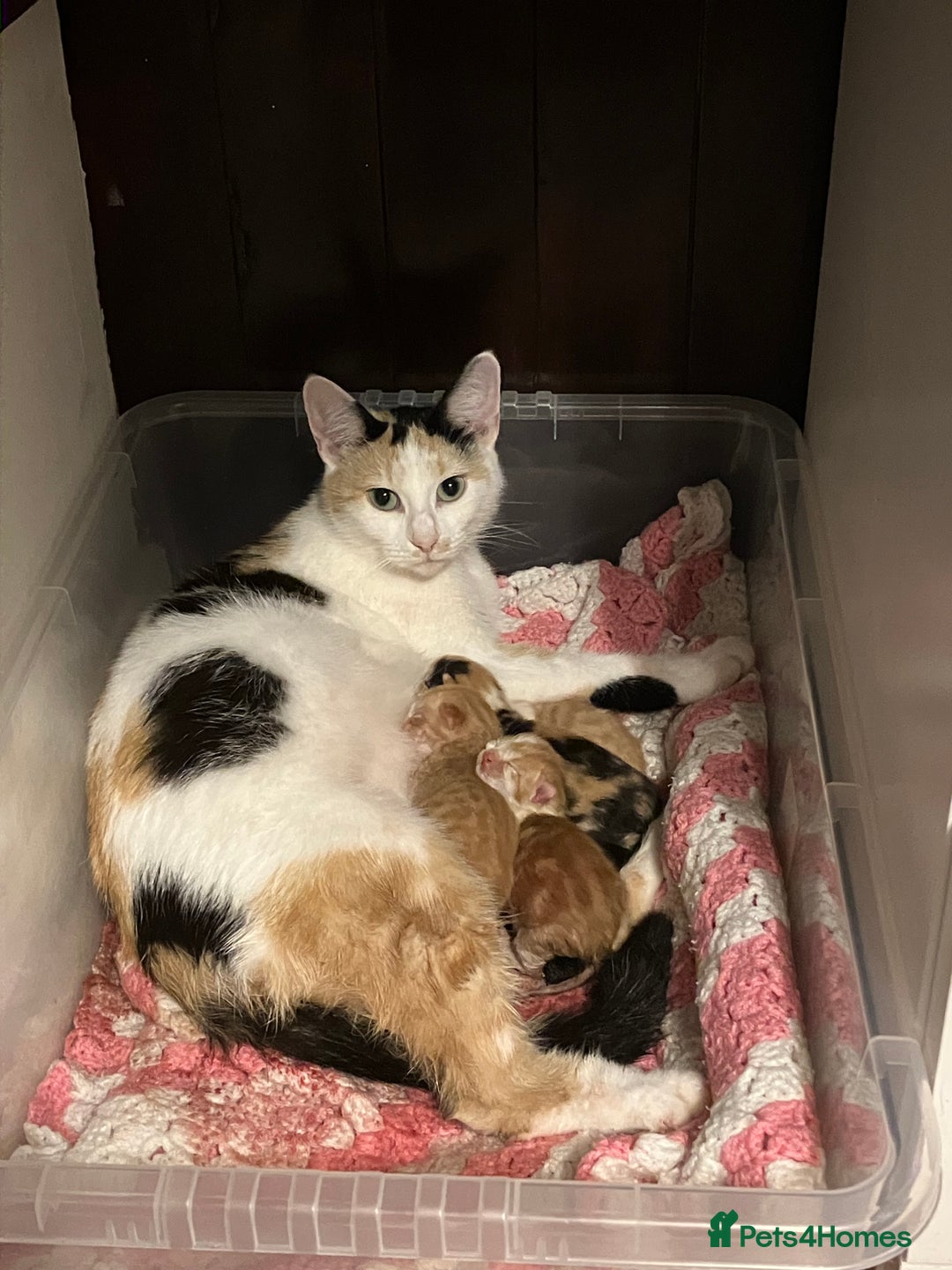 Mixed Breed cats for sale: Beautiful kittens for sale - Advert 1