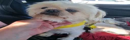 Shih Tzu dogs for sale: Stunning retire imperial cream/white boy - Advert 7