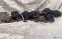 Dachshund dogs for sale: Dachshund puppies  - Image 9