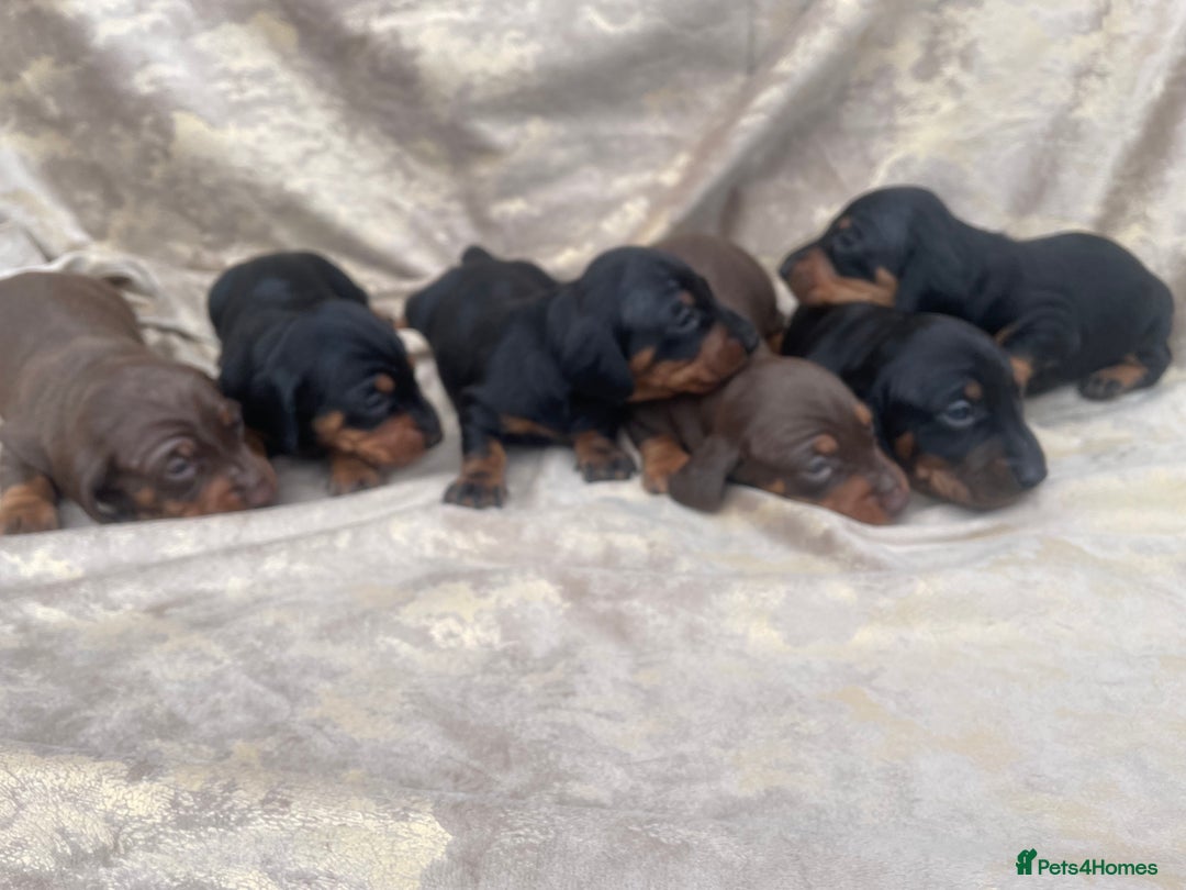 Dachshund dogs for sale: Dachshund puppies  - Image 9