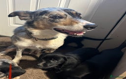Mixed Breed dogs for sale: Puppy’s  - Image 7