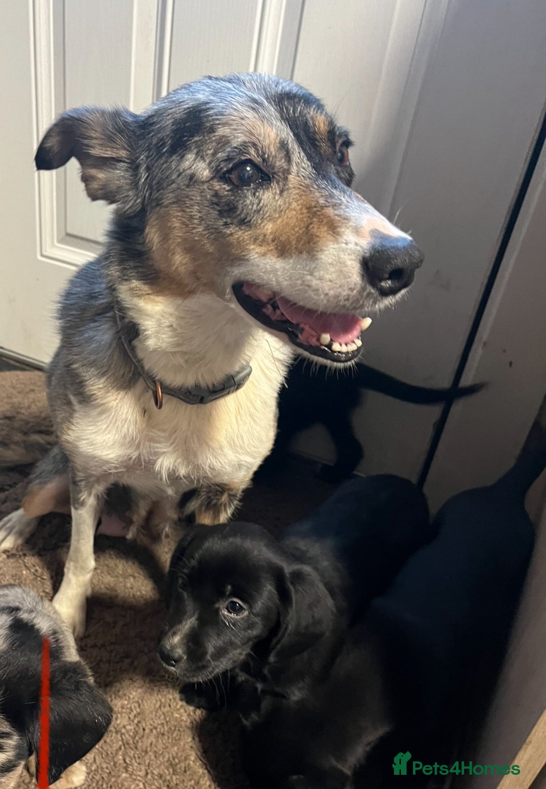 Mixed Breed dogs for sale: Puppy’s  - Image 7