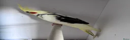 Cockatiels birds for sale: Baby pied cockatiels - Advert 5