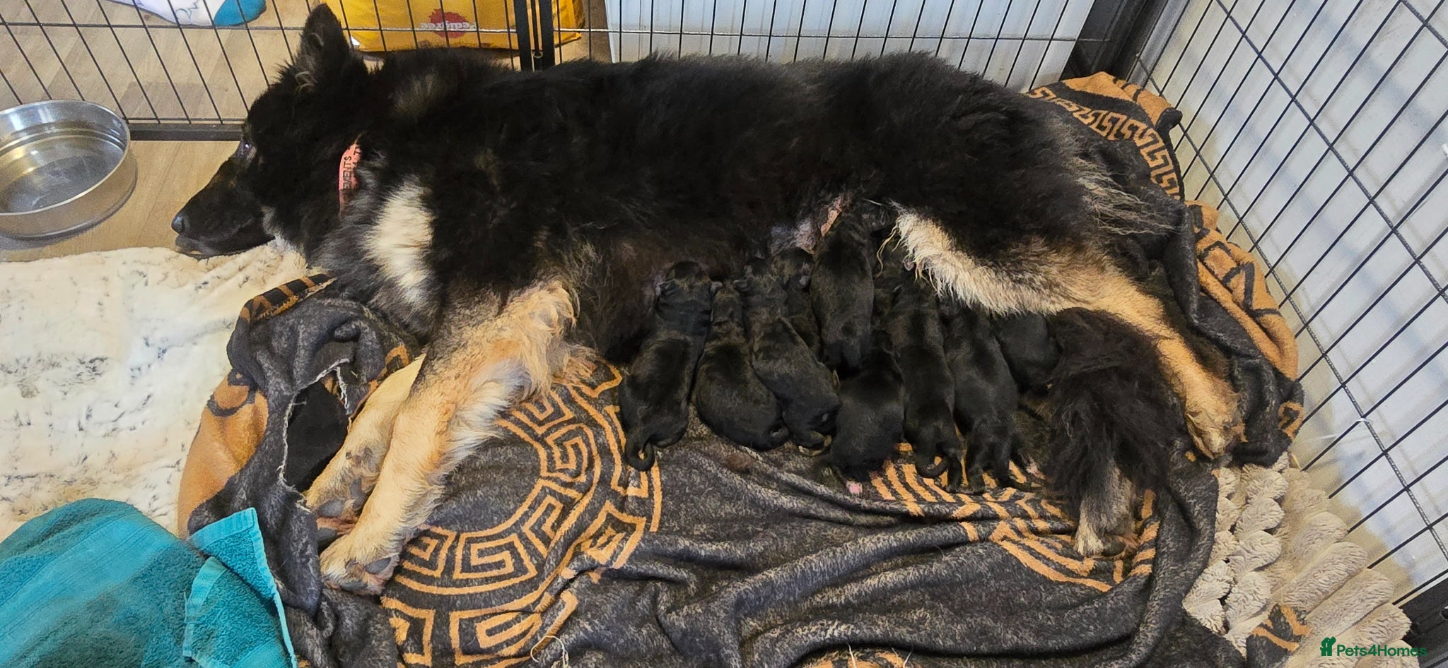 German Shepherd dogs German Shepherd puppies  - Advert 8