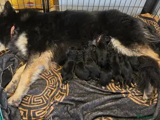 German Shepherd dogs German Shepherd puppies - Advert 11