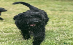 Giant Schnauzer dogs for stud: Giant Schnauzer for stud - Image 4