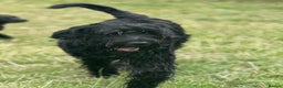 Giant Schnauzer dogs for stud: Giant Schnauzer for stud - Advert 4
