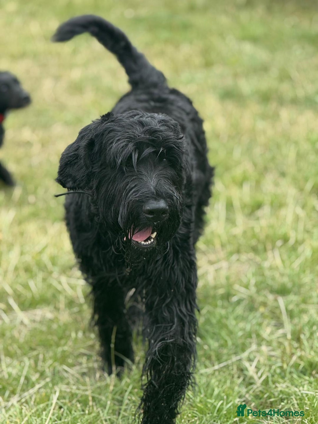 Giant Schnauzer dogs for stud: Giant Schnauzer for stud - Image 4