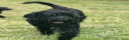 Giant Schnauzer dogs for stud: Giant Schnauzer for stud - Advert 4