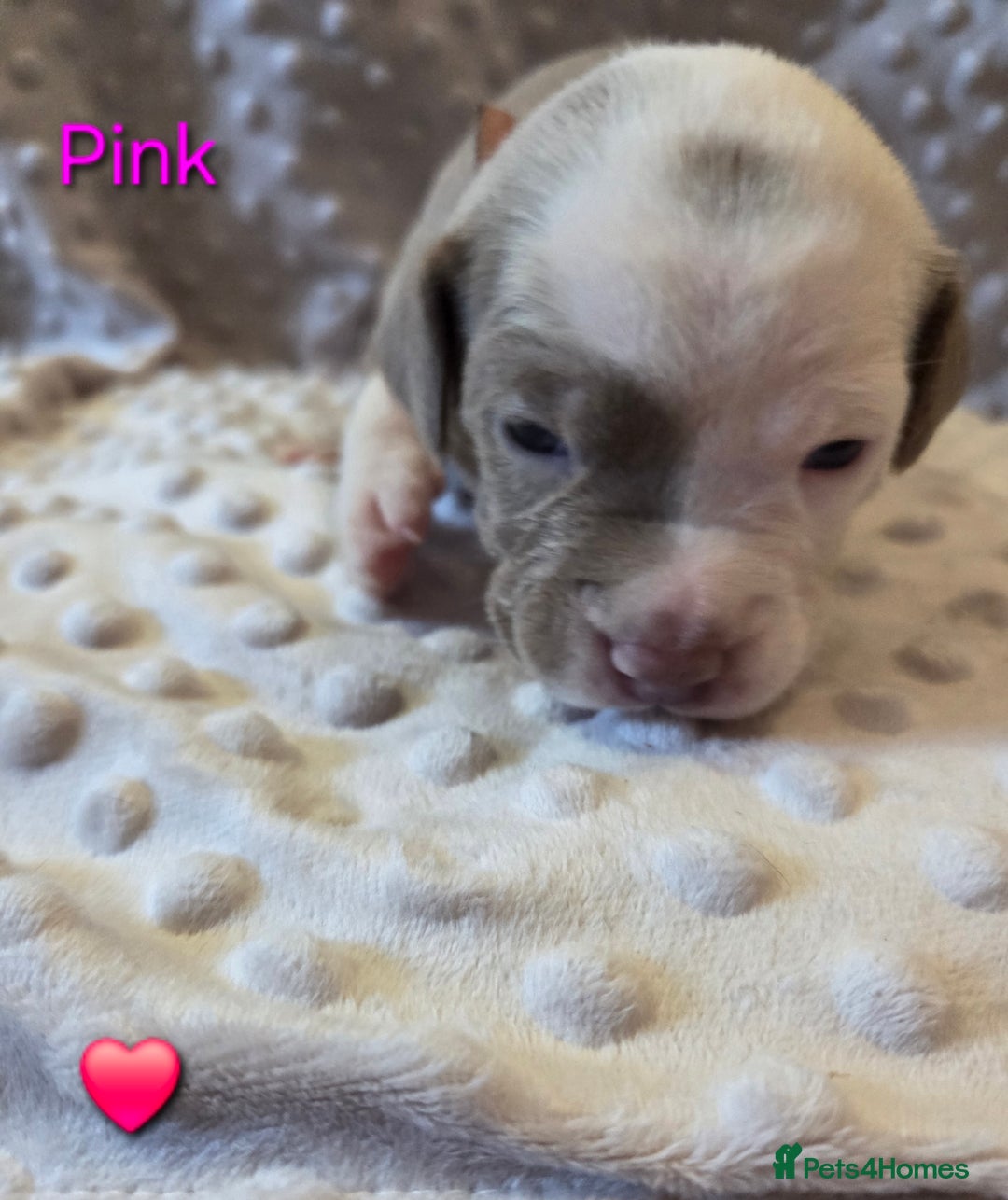 Mixed Breed dogs for sale: Old english bulldross cross american bulldog 😍❤️  - Advert 19