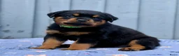 Rottweiler dogs for sale: 5 Exceptional KC Registered Rottweiler Puppies - Advert 32