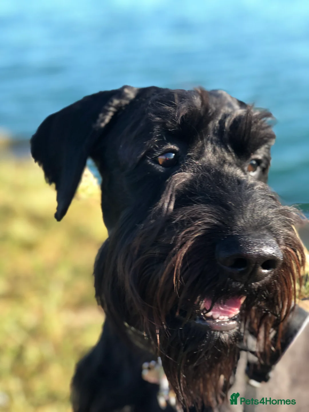 Schnauzer dogs for sale: Standard schnauzer aged 2 1/2 Boy  - Advert 8