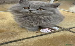 British Shorthair cats for sale: Blue British Shorthair GCCF - Image 17