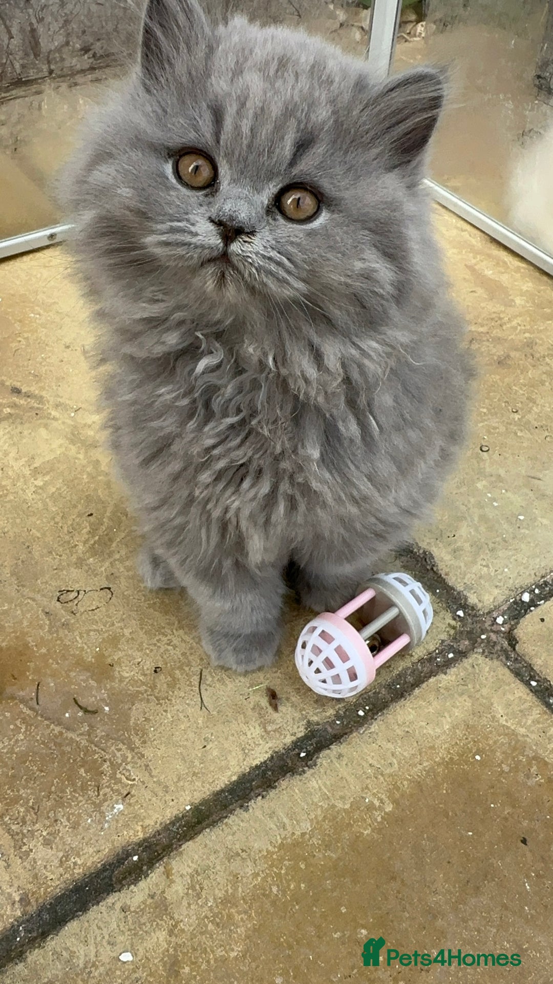 British Shorthair cats for sale: Blue British Shorthair GCCF - Image 17