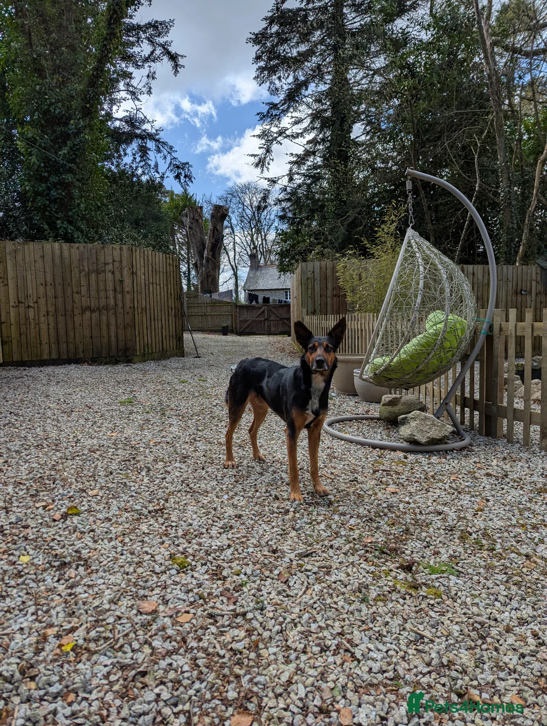 Huntaway dogs for stud: Huntaway x collie - Advert 6