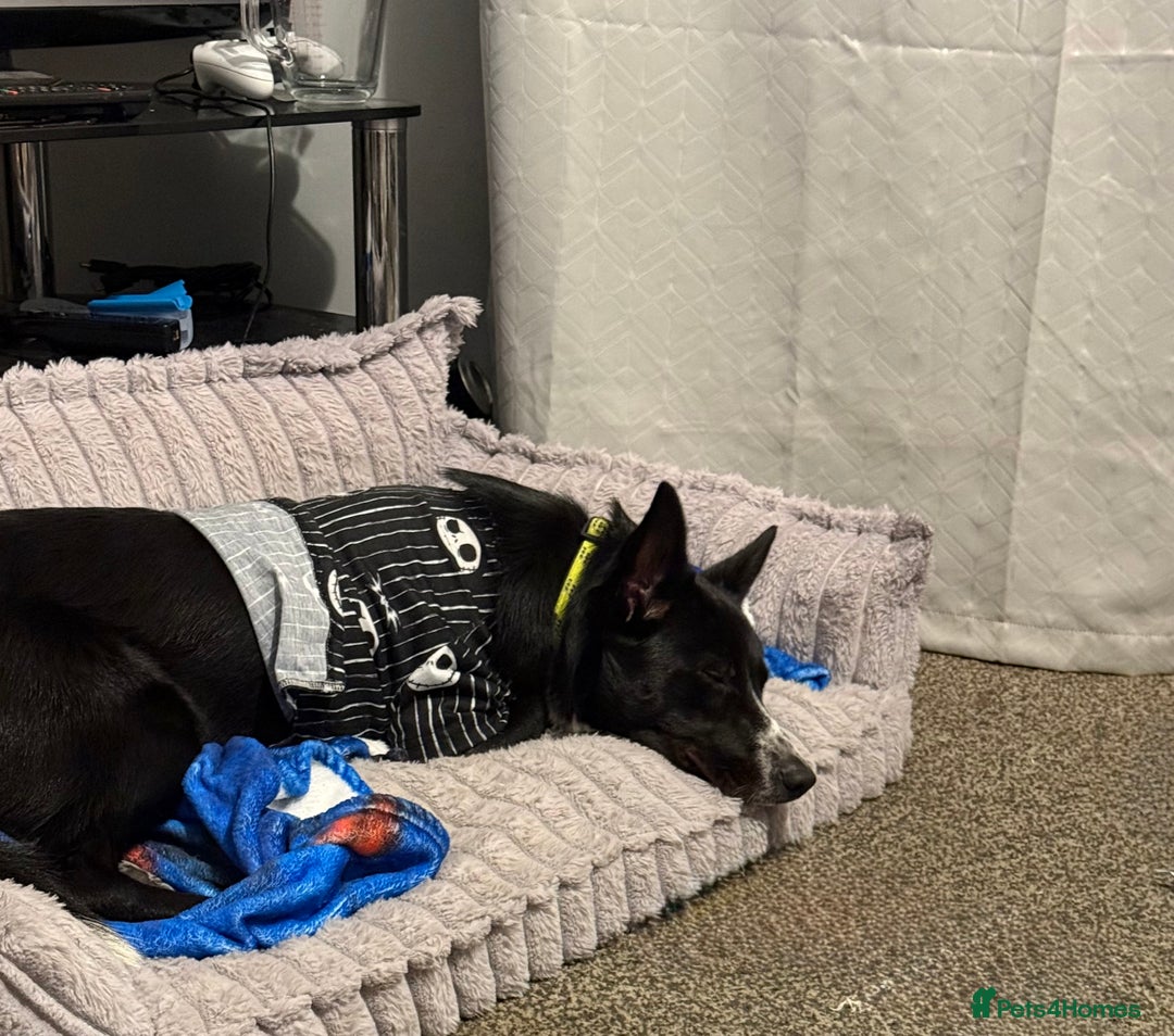 Border Collie dogs for sale: Coco the collie - Advert 2