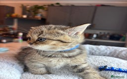 British Shorthair cats for sale: 💎Rare BSH Kittens💎Pedigree Champion Blood Line💎 - Image 27