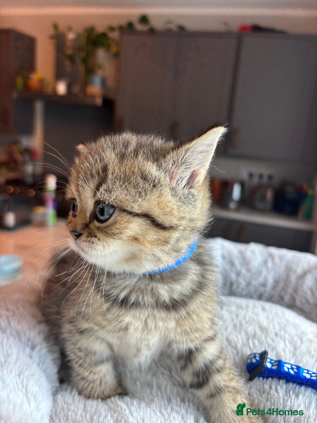 British Shorthair cats for sale: 💎Rare BSH Kittens💎Pedigree Champion Blood Line💎 - Image 27