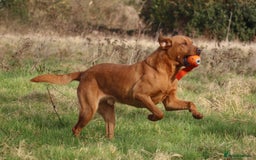 Labrador Retriever dogs for stud: Fox red working Labrador at stud - Image 6