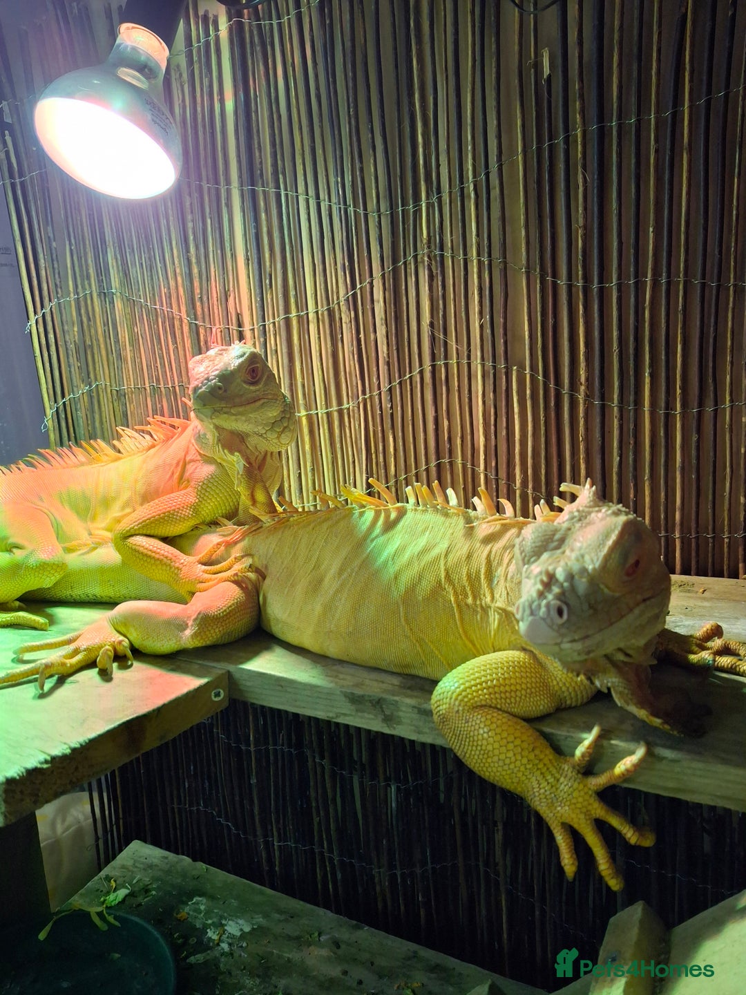 Iguana reptiles for sale: Iguana Albino for sale. A pair Male and Female - Advert 2