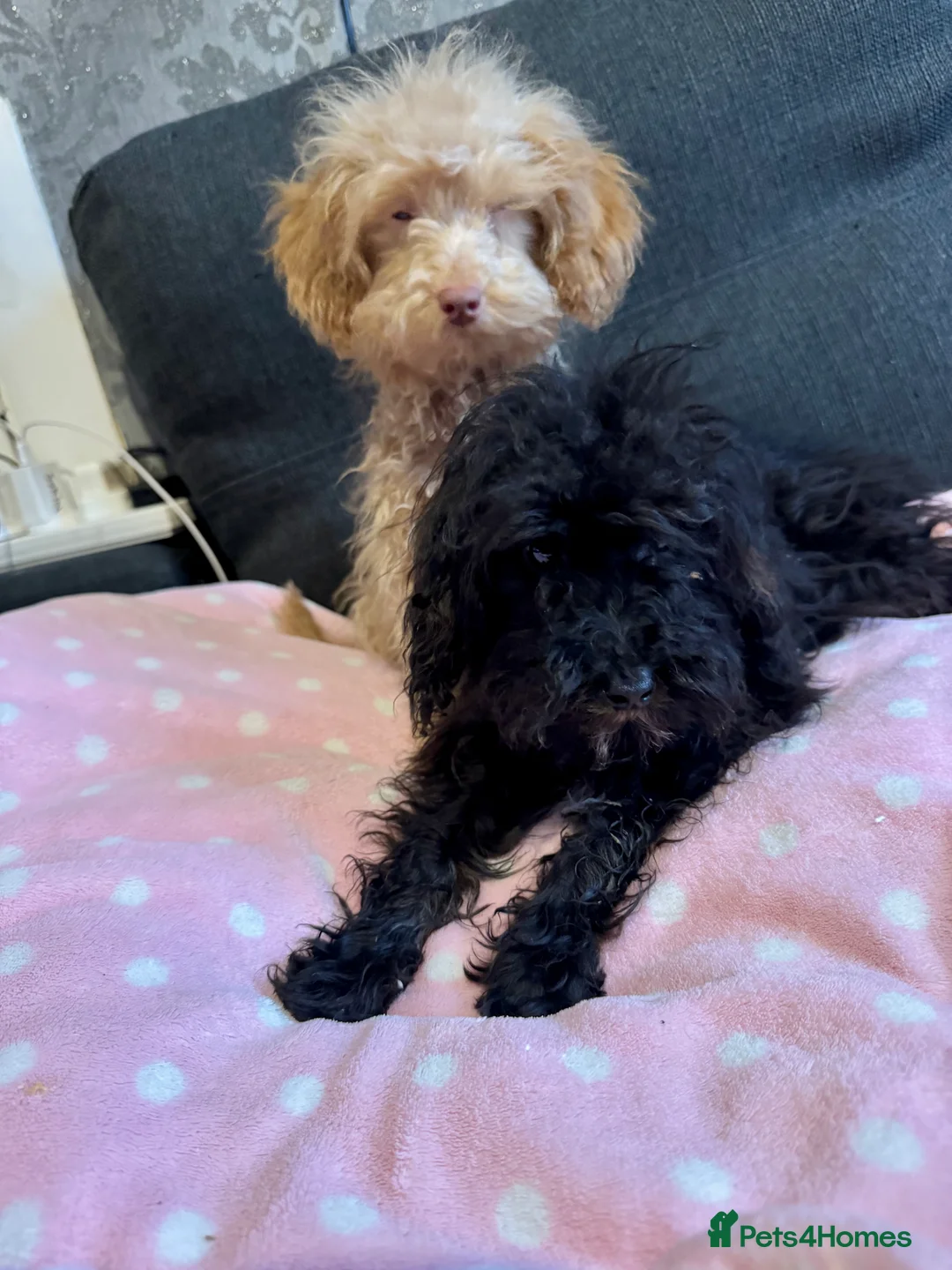 Cockapoo dogs for sale: Poodle  - Advert 2