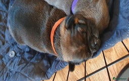 French Bulldog dogs for sale: 4 Chunky Male French Bulldogs - Image 8